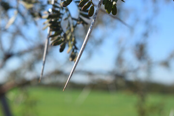 close up  detail of thorns Acacia tree plant, pine branches thorny tree 