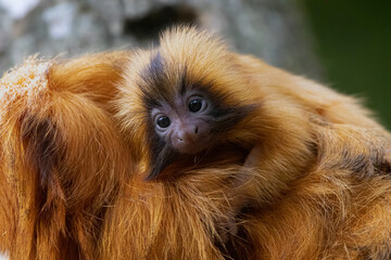 Mico le&atilde;o dourado