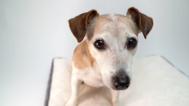 Cute dog Jack Russell terrier senior elderly face looking at camera. Sitting on white comfortable pillow pet bed. White studio background copy empty space. Adorable pets portrait video footage