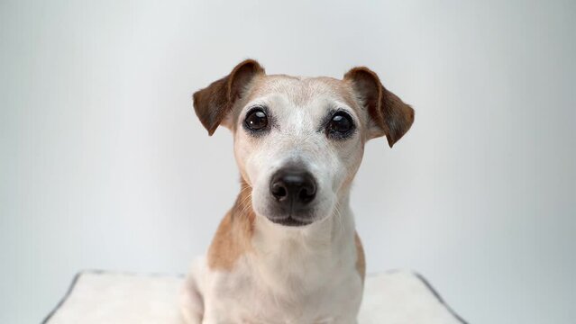 Dog face looking to the camera with an expressive attentive gaze.  Senior Jack Russell terrier with smart beautiful close up eyes looking. Video footage slow motion white background pet theme