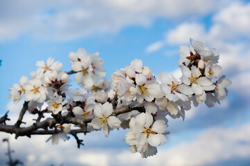 Almond blossom