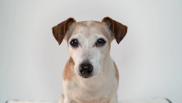 Adorable small dog portrait looking at the camera. Smart eyes. close up portrait on white background. Senior 13 years old dog video footage slow motion. Attentive looking eyes