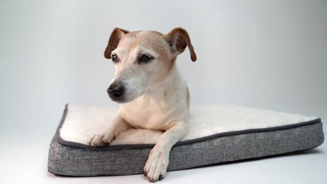 Calm Dog lying down resting on pet fluffy bed. Relaxing on comfortable white sofa. Slow motion video footage. Senior elderly 12 years old dog Jack Russell terrier with clever eyes and gray face