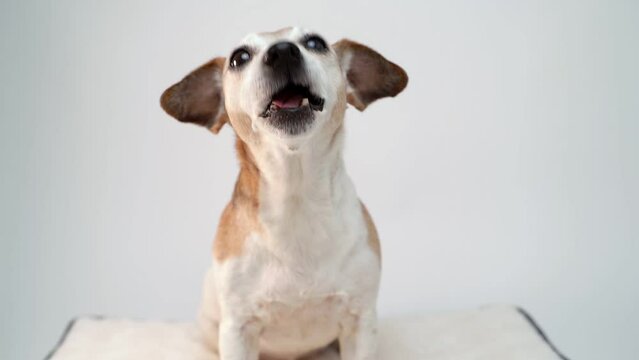 dog receives small piece of apple treat, chews it with pleasure, swallows , licking and looking at the camera. Adorable 12 years old senior dog Jack Russell terrier. Slow motion video footage 