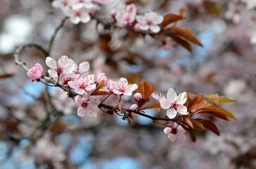 branch of a blossoming plum with pink petals in the park