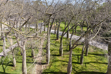 Brachychiton kurrajon or bottletrees without leaves on a blue background in spring in a park
