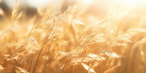 Sun-Drenched Grass Texture Radiating Warmth and Serenity