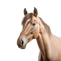 Obraz na płótnie Canvas horse on transparent background PNG image