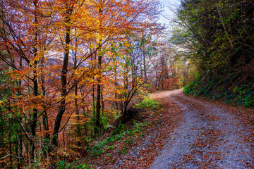 Country road in the woods