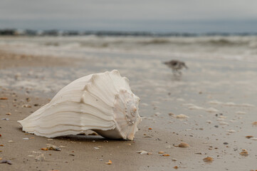 Fototapeta na wymiar Beach Shell with Bird