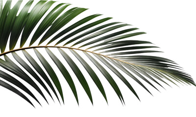 Obraz premium Folha de palmeira tropical. Palmeira tropical de coqueiro em fundo branco ou sem fundo, transparente, png.