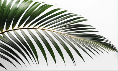 Folha de palmeira tropical. Palmeira tropical de coqueiro em fundo branco ou sem fundo, transparente, png.