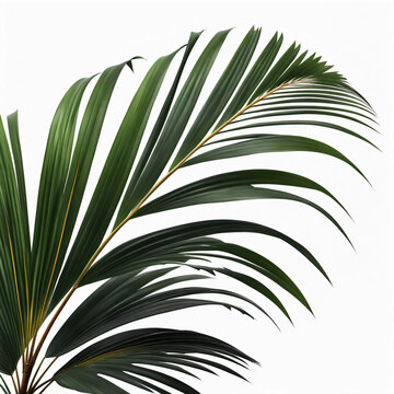 Folha de palmeira tropical. Palmeira tropical de coqueiro em fundo branco ou sem fundo, transparente, png.