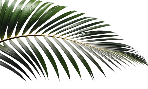 Folha de palmeira tropical. Palmeira tropical de coqueiro em fundo branco ou sem fundo, transparente, png.