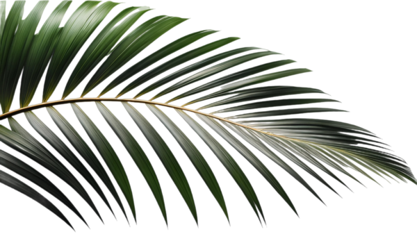 Folha de palmeira tropical. Palmeira tropical de coqueiro em fundo branco ou sem fundo, transparente, png.