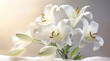 Beautiful white lilies on light background, symbol of gentleness, purity and virtue. closeup