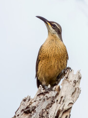 Victoria's Riflebird in Queensland Australia