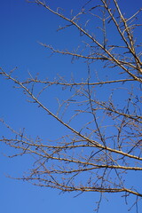 a cloudless blue sky and a dry branch tree