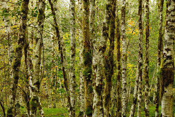 Mossy birch tree trunks during the fall in the Hoh rainforest