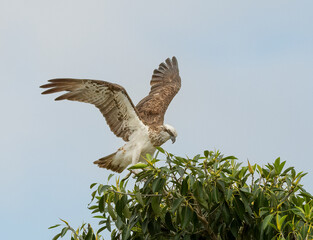 The eastern osprey (Pandion haliaetus cristatus) in flight, coming into land in a tree.