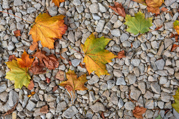 Background of uneven gravel and fallen autumn maple leaves.