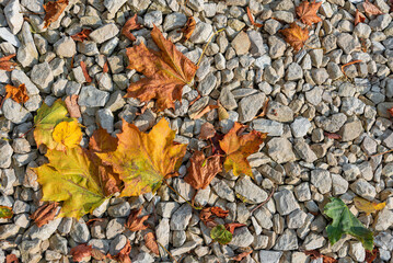 Background of uneven gravel and fallen autumn maple leaves.