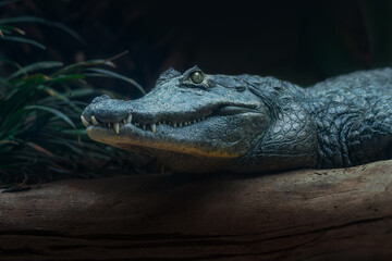 Yacare Caiman (Caiman yacare) - Pantanal Alligator - obrazy, fototapety, plakaty