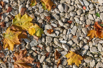 Background of uneven gravel and fallen autumn maple leaves.