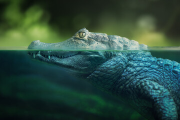 Half underwater Yacare Caiman (Caiman yacare) - Pantanal Alligator