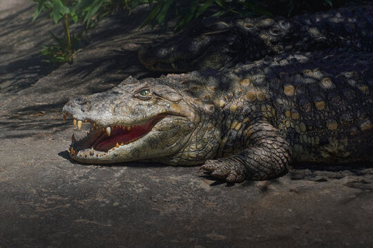 Broad-snouted Caiman (Caiman latirostris) with open mouth - Alligator