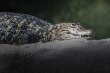 Broad-snouted Caiman (Caiman latirostris) - Alligator