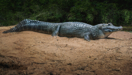 Yacare Caiman (Caiman yacare) - Pantanal Alligator - obrazy, fototapety, plakaty