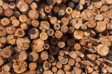 Fototapeta premium Felled trees in the form of logs lying in a pile. Lumber.