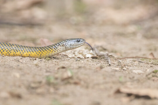 Cobra D'&aacute;gua