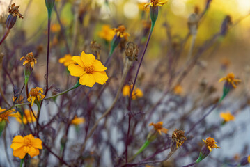A blooming yellow flower on a background of fading flowers.