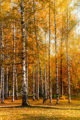 White birch trees with autumn bright yellow foliage with fallen leaves on the ground.