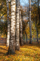 White birch trees with autumn bright yellow foliage with fallen leaves on the ground.