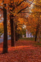 Obraz premium A colorful alley, a path for walking in the autumn park among the trees.