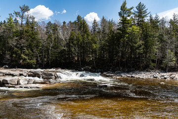 river in the woods