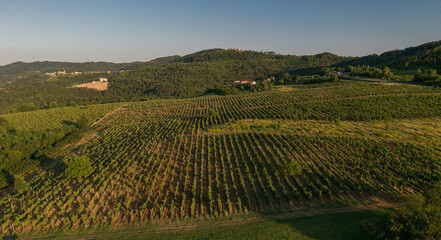 Fototapeta na wymiar Vineyard plantation in Croatia. Beautiful Field with Sunset Light and Mountain in Background