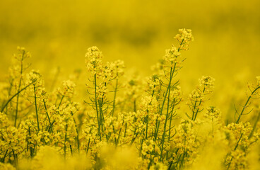 Obraz premium Beautiful Close up Blooming Rapeseed Field. Yellow Color of Plants in Sunny Day. Using for Vegetable Oil and Fuel.