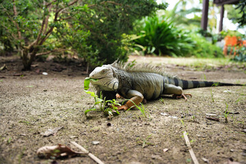 iguana eating