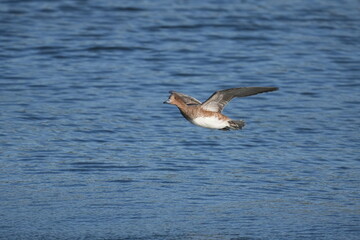 eurasian wigeon in a seashore