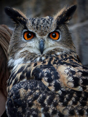 Naklejka premium Diva Owl
