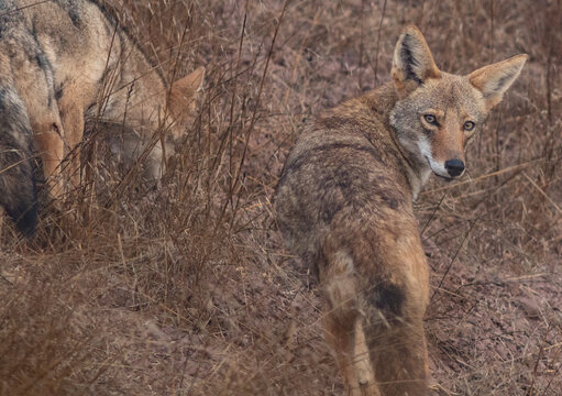 Fototapeta 2 coyotes hunting in the brush, one looks at camera