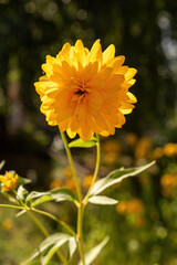 Decorative yellow summer flower Rudbekiya, golden ball.