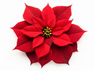 Obraz premium Stunning Close-up of Christmas Poinsettia Isolated on White: An Exclusive Look Generative AI