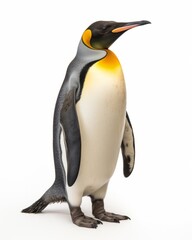 Marvel at the Regal Beauty: Majestic King Penguin in Crystal White Landscape! Generative AI