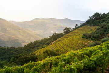 Viewpoint view of terraced vineyards at romantic in Douro valley near Pinhao village, heritage of...