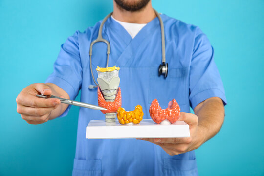 Endocrinologist showing thyroid gland models on light blue background, closeup